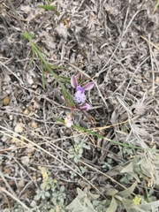 Polygala tenuifolia