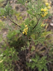 Artemisia gmelinii
