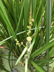 Sparganium eurycarpum