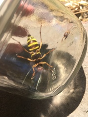 Xylotrechus insignis