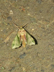 Callambulyx tatarinovii