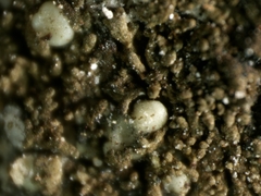 Tingiopsidium isidiatum