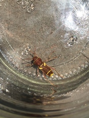 Xylotrechus insignis