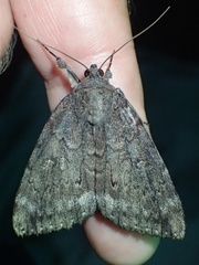 Catocala residua
