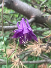 Aquilegia vulgaris
