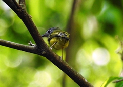 Oncostoma cinereigulare