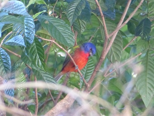 Passerina ciris image