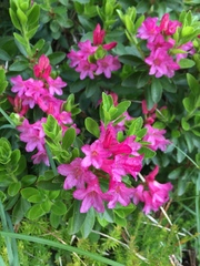 Rhododendron hirsutum