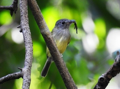 Oncostoma cinereigulare