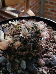 Mammillaria mathildae