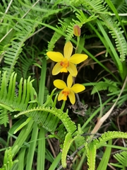 Spathoglottis pubescens