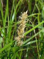 Carex sartwellii