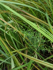 Epilobium leptophyllum
