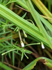 Epilobium leptophyllum