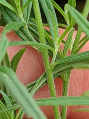 Epilobium leptophyllum