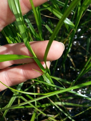 Carex sartwellii