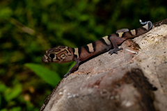 Coleonyx nemoralis