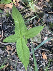 Lysimachia vulgaris