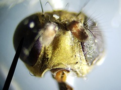 Notiphila erythrocera