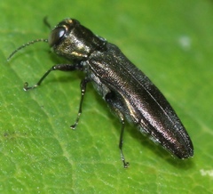 Agrilus derasofasciatus