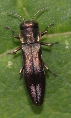 Agrilus derasofasciatus