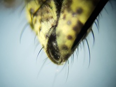 Notiphila erythrocera