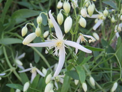 Clematis linearifolia