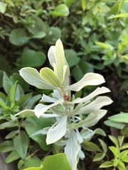 Borrichia frutescens image
