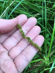 Carex vulpinoidea