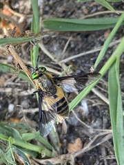 Chrysops viduatus