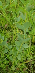 Baptisia sphaerocarpa