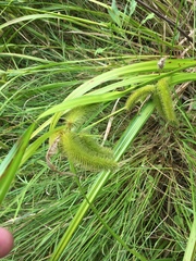Carex comosa