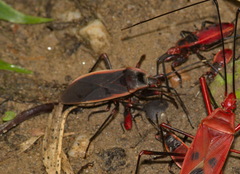 Iphita limbata
