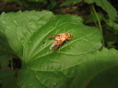 Goniops chrysocoma