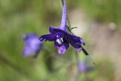 Delphinium pedatisectum