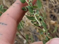 Iva axillaris robustior