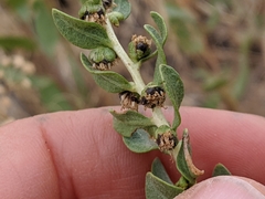 Iva axillaris robustior