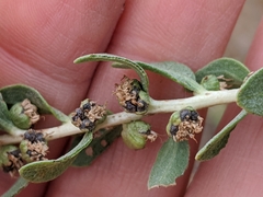 Iva axillaris robustior