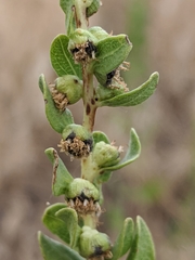 Iva axillaris robustior