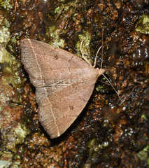 Zanclognatha marcidilinea