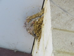 Hirundo neoxena carteri