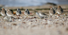 Calidris pygmaea