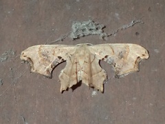Calledapteryx dryopterata