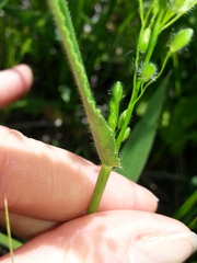 Dichanthelium leibergii
