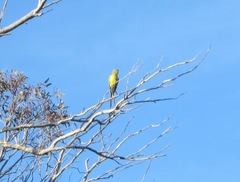 Polytelis anthopeplus