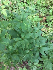 Sanicula marilandica