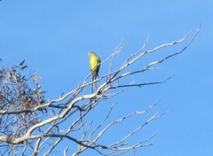 Polytelis anthopeplus