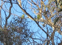 Polytelis anthopeplus