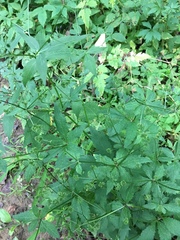Sanicula marilandica