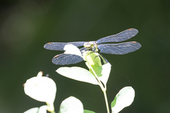 Octogomphus specularis